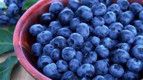 blueberries youtube